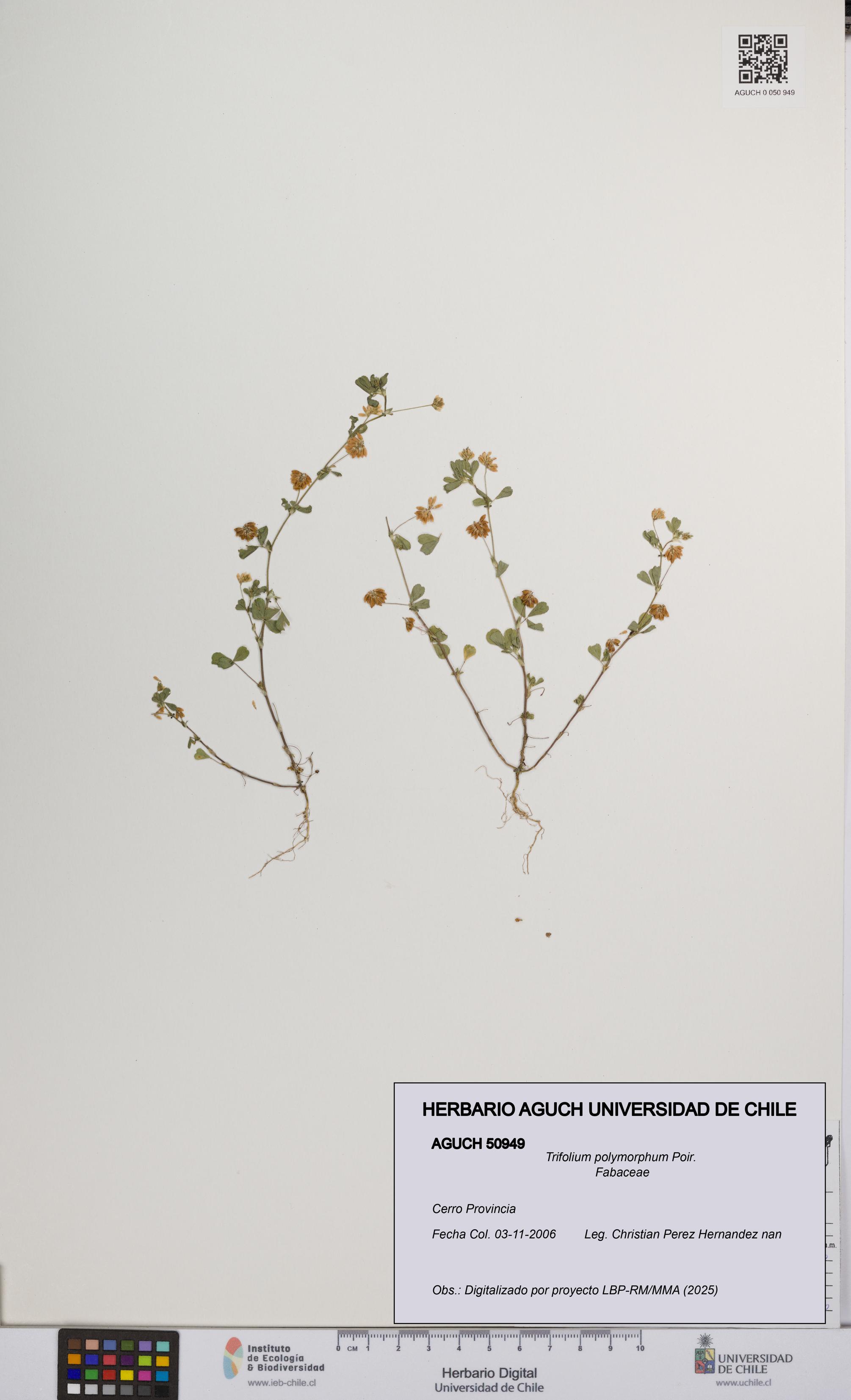 Trifolium polymorphum [Espécimen: UCH:AGUCH:0050949]