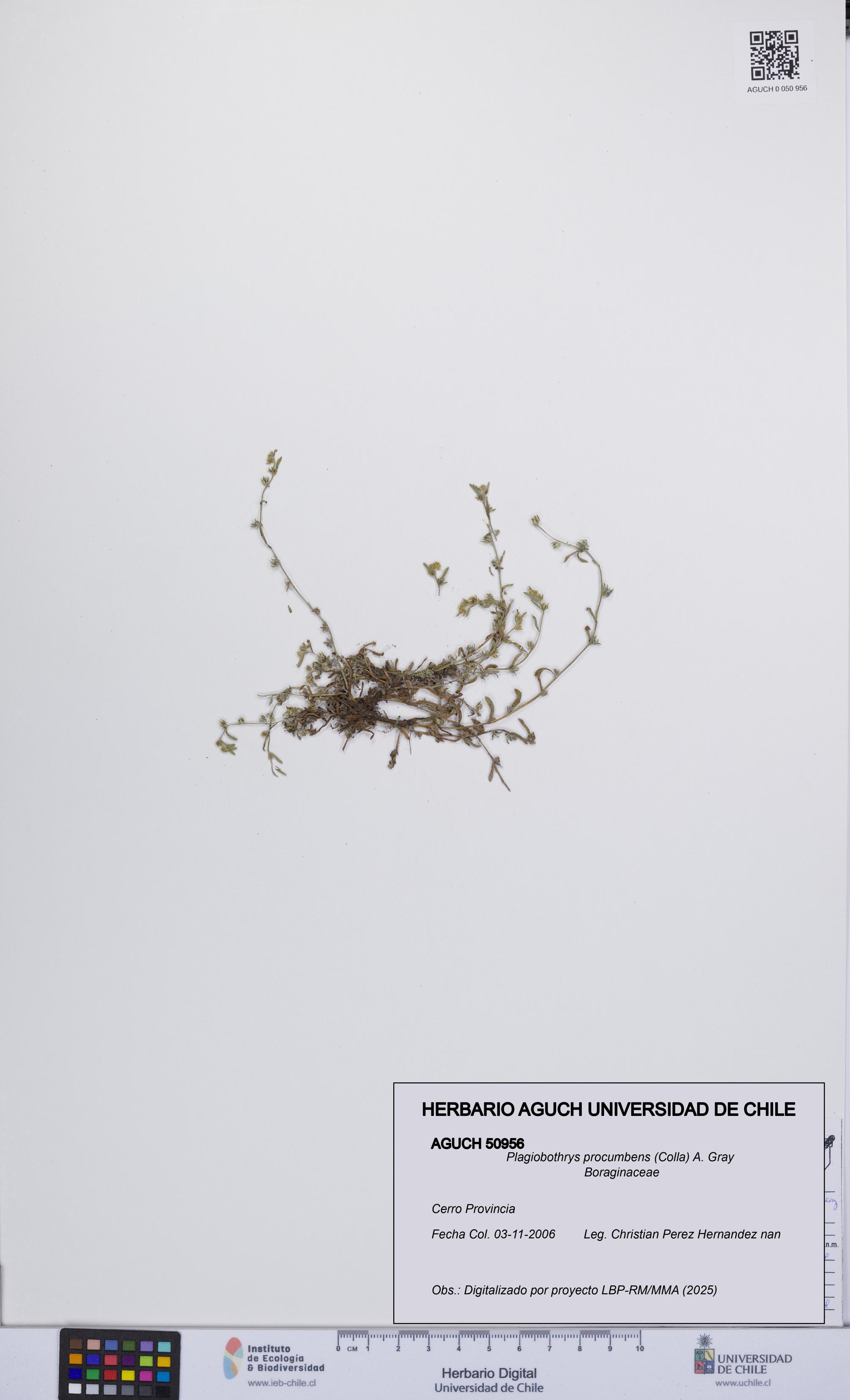Plagiobothrys procumbens [Espécimen: UCH:AGUCH:0050956]