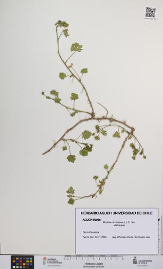 Modiola caroliniana [Espécimen: UCH:AGUCH:0050958]