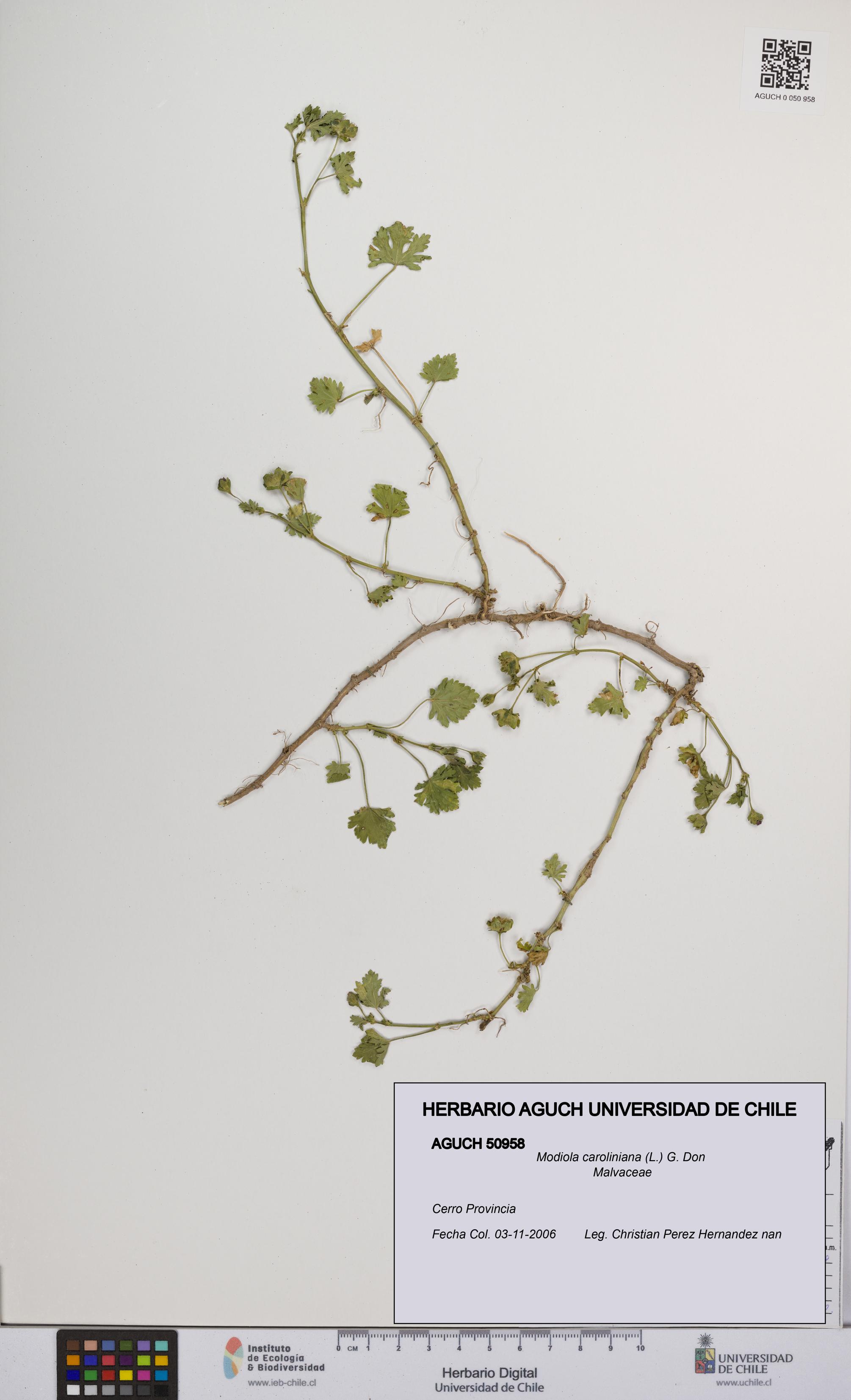 Modiola caroliniana [Espécimen: UCH:AGUCH:0050958]