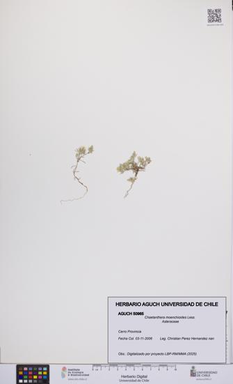 Chaetanthera moenchioides [Espécimen: UCH:AGUCH:0050965]