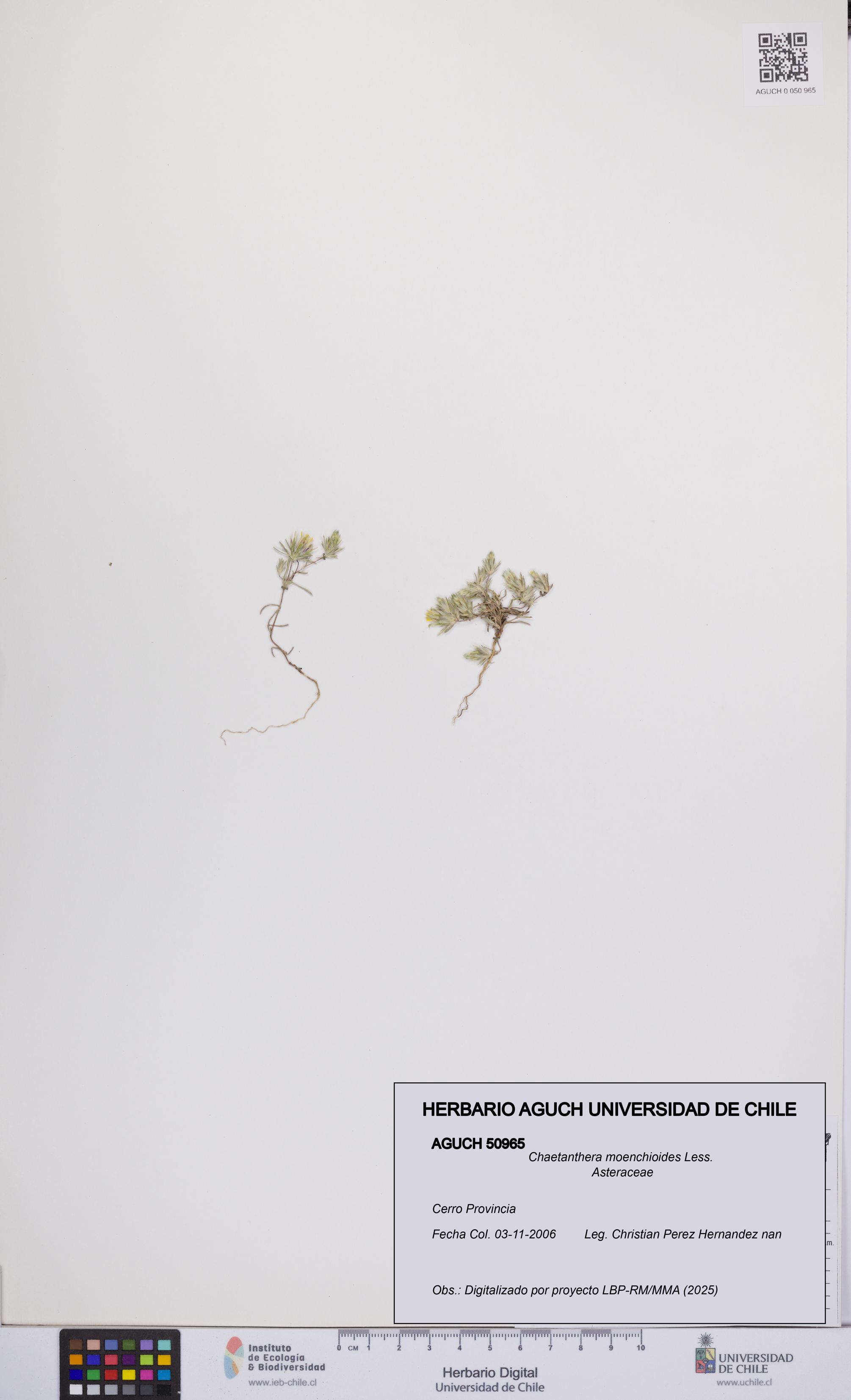 Chaetanthera moenchioides [Espécimen: UCH:AGUCH:0050965]