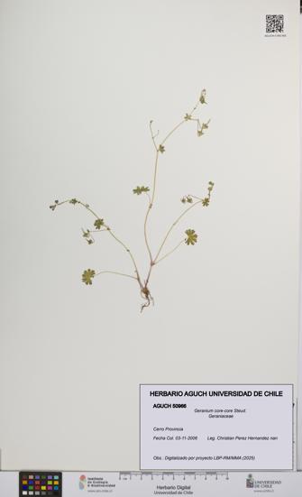 Geranium core-core [Espécimen: UCH:AGUCH:0050966]