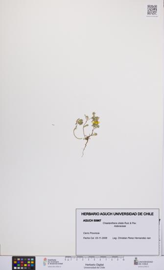 Chaetanthera ciliata [Espécimen: UCH:AGUCH:0050967]