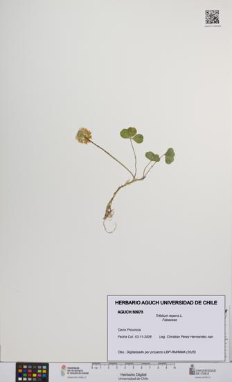 Trifolium repens [Espécimen: UCH:AGUCH:0050973]