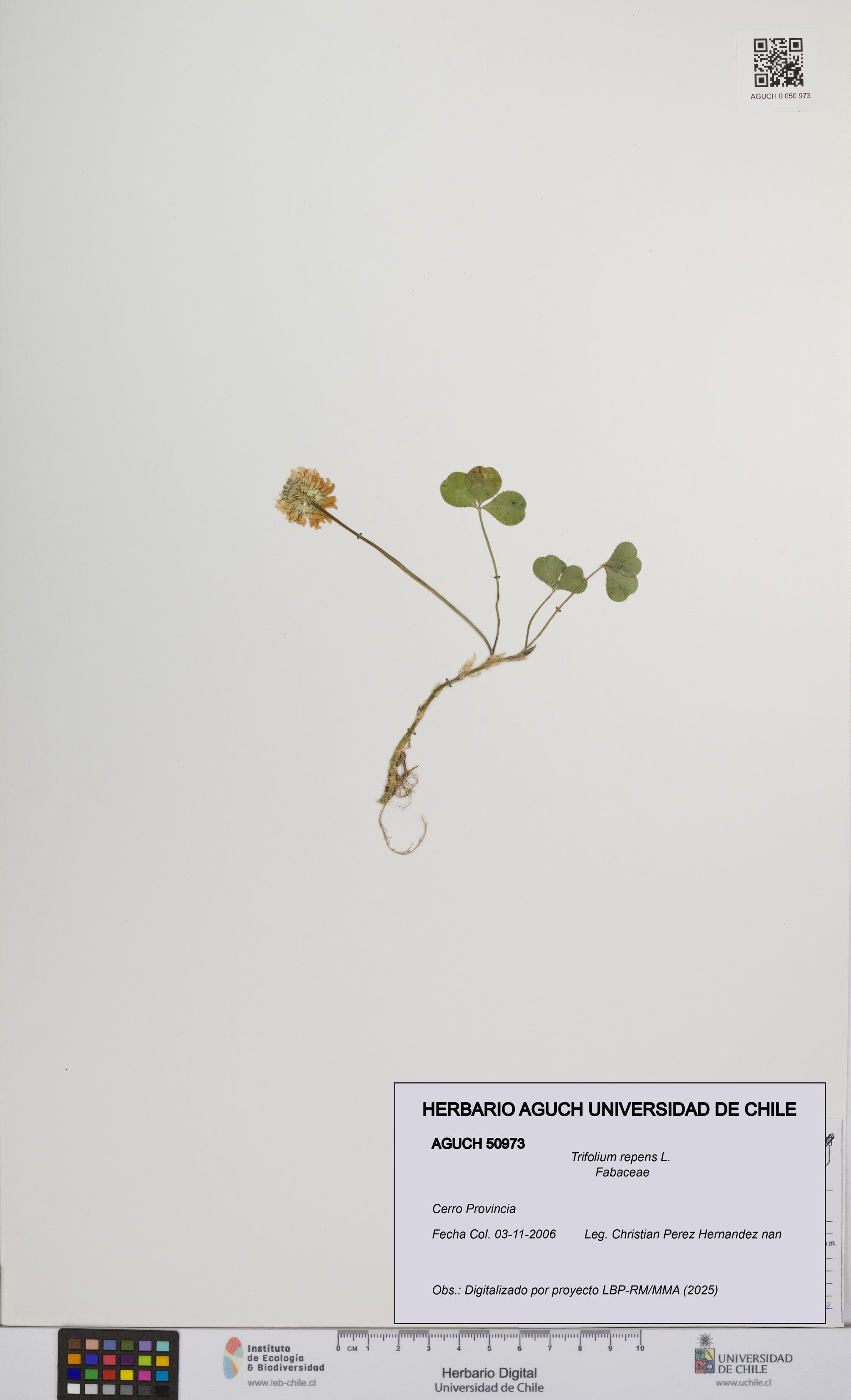 Trifolium repens [Espécimen: UCH:AGUCH:0050973]