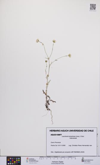 Leucheria tomentosa [Espécimen: UCH:AGUCH:0050977]