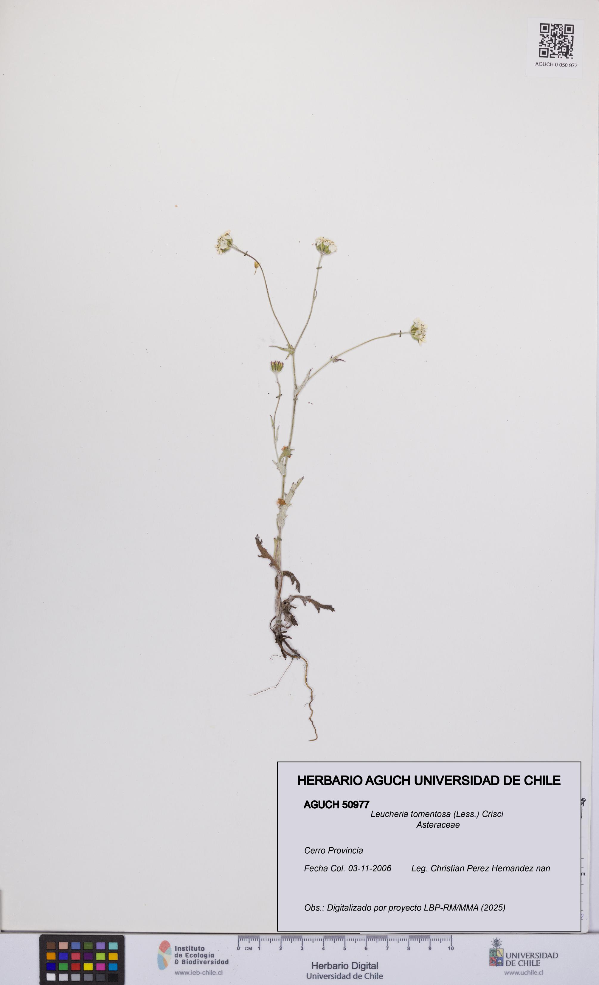 Leucheria tomentosa [Espécimen: UCH:AGUCH:0050977]