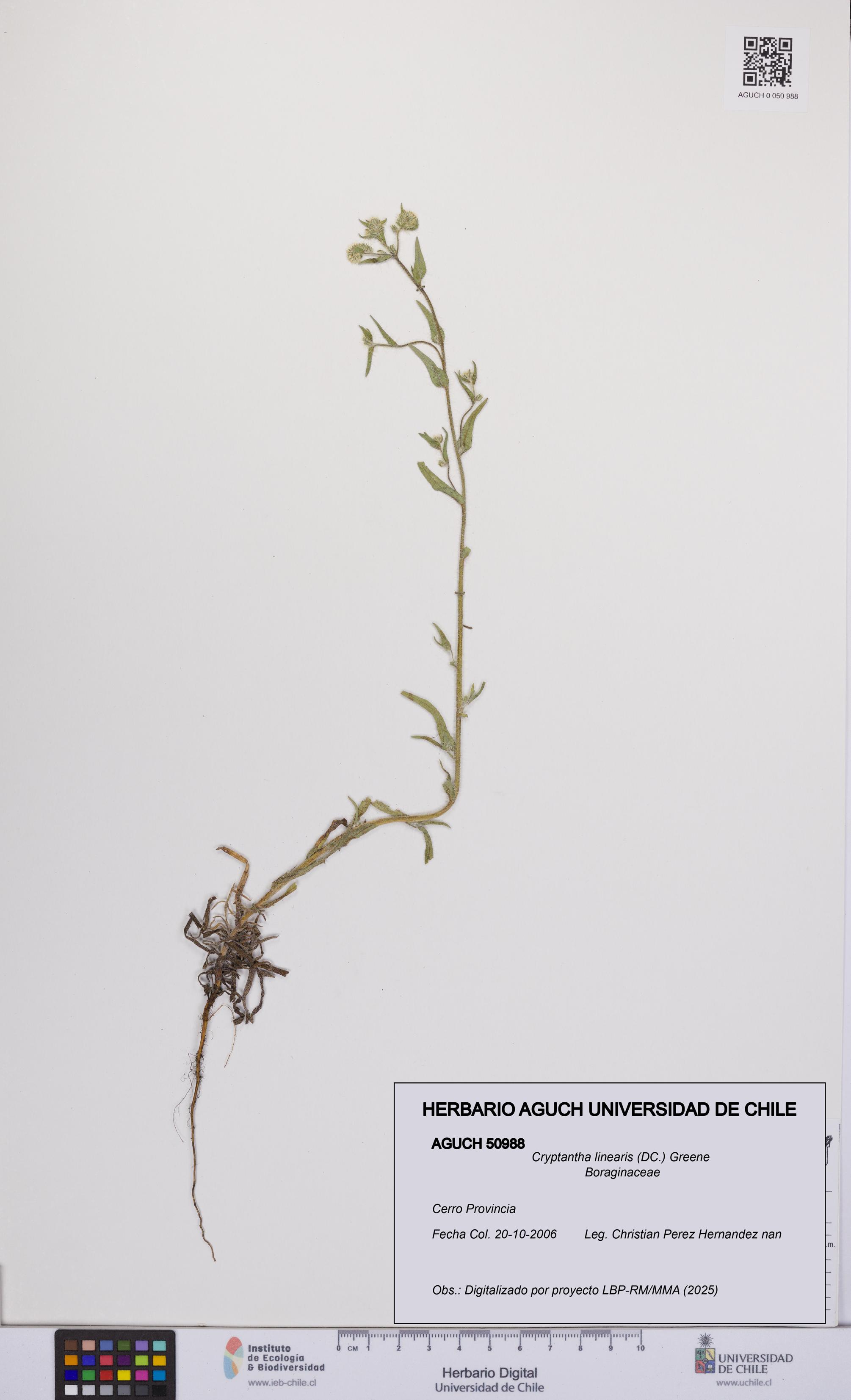 Cryptantha linearis [Espécimen: UCH:AGUCH:0050988]