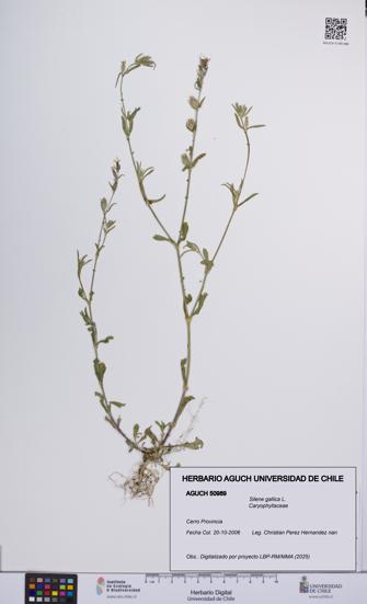 Silene gallica [Espécimen: UCH:AGUCH:0050989]