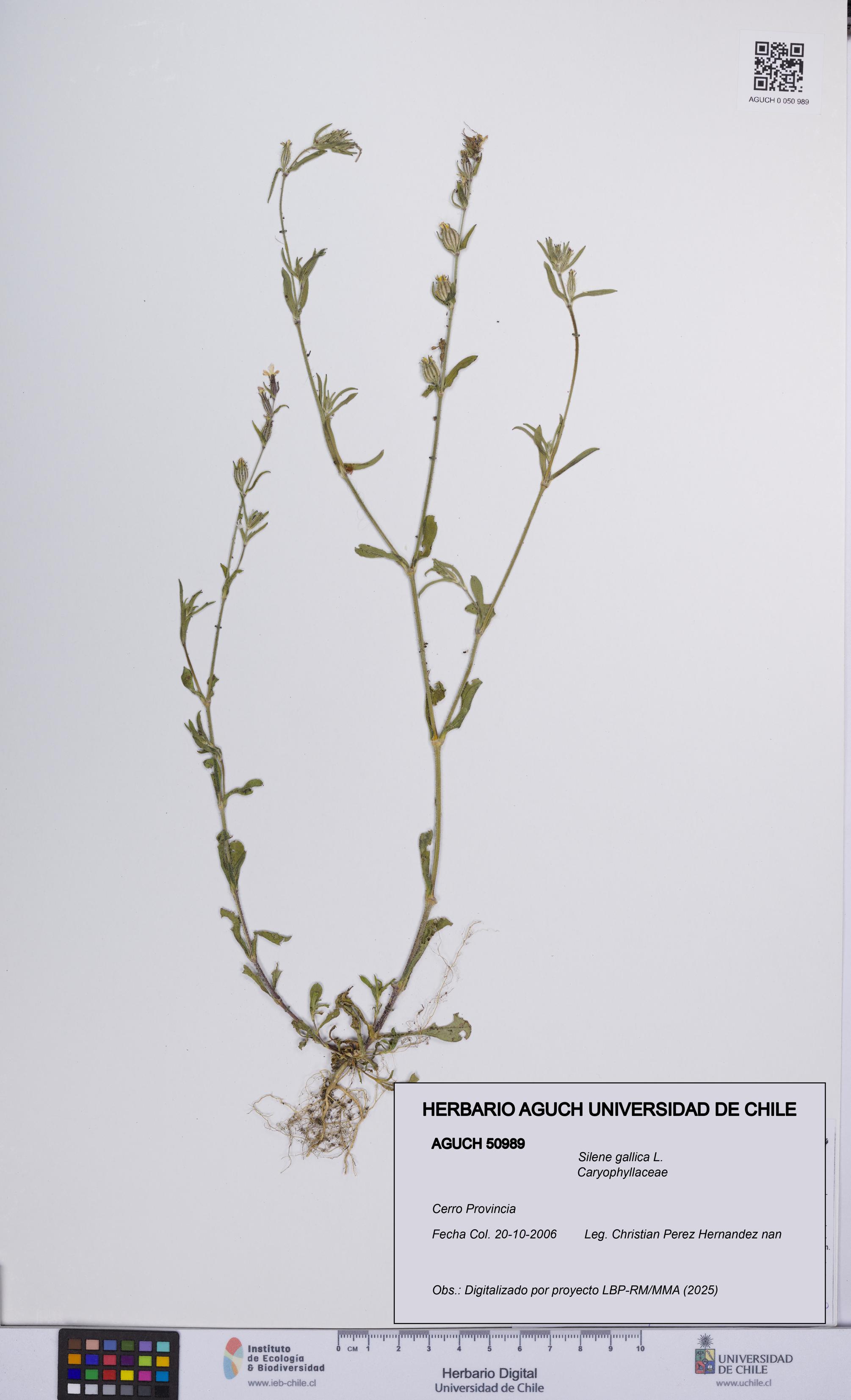 Silene gallica [Espécimen: UCH:AGUCH:0050989]