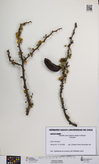 Vachellia caven [Espécimen: UCH:AGUCH:0050997]