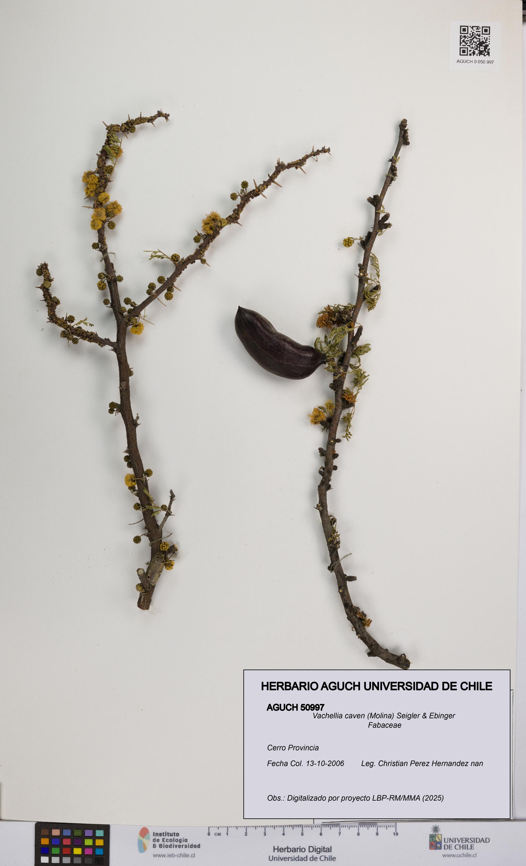 Vachellia caven [Espécimen: UCH:AGUCH:0050997]