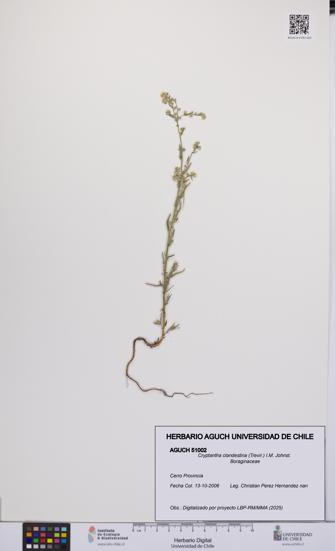Cryptantha clandestina [Espécimen: UCH:AGUCH:0051002]