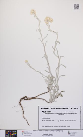 Pseudognaphalium cheiranthifolium [Espécimen: UCH:AGUCH:0051003]