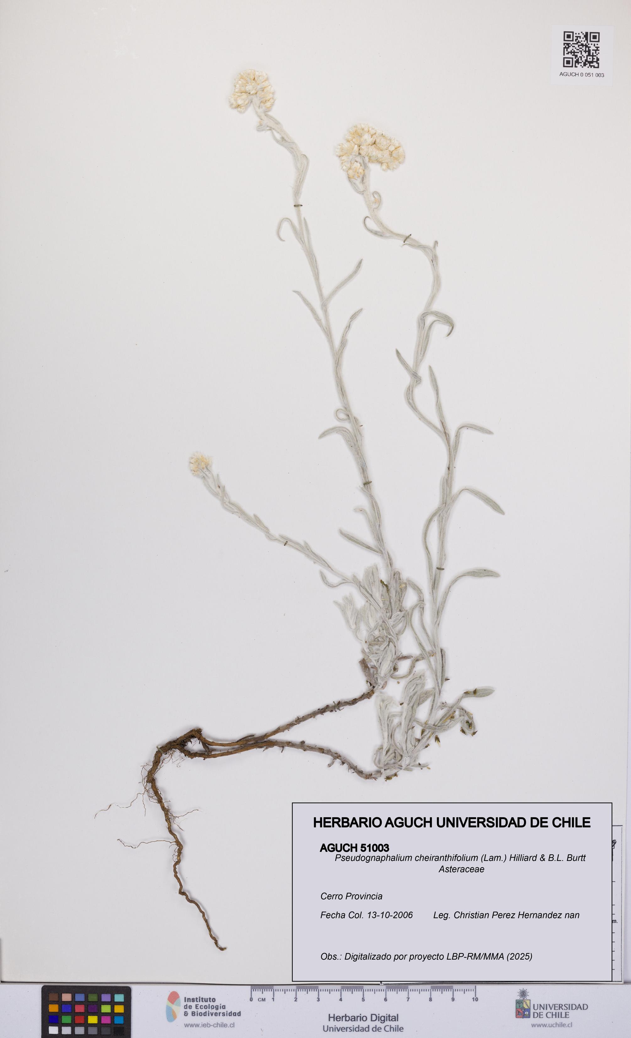 Pseudognaphalium cheiranthifolium [Espécimen: UCH:AGUCH:0051003]