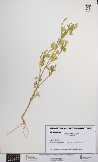 Melilotus indicus [Espécimen: UCH:AGUCH:0051036]