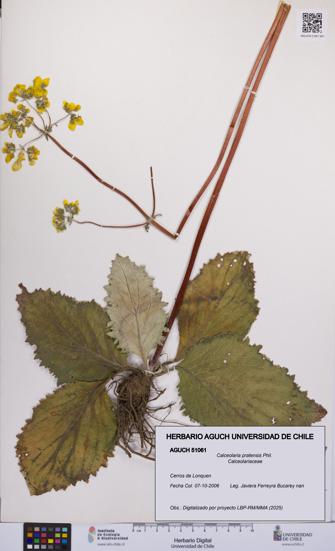Calceolaria pratensis [Espécimen: UCH:AGUCH:0051061]