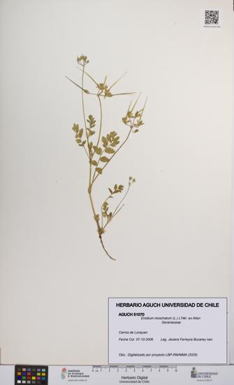 Erodium moschatum [Espécimen: UCH:AGUCH:0051070]