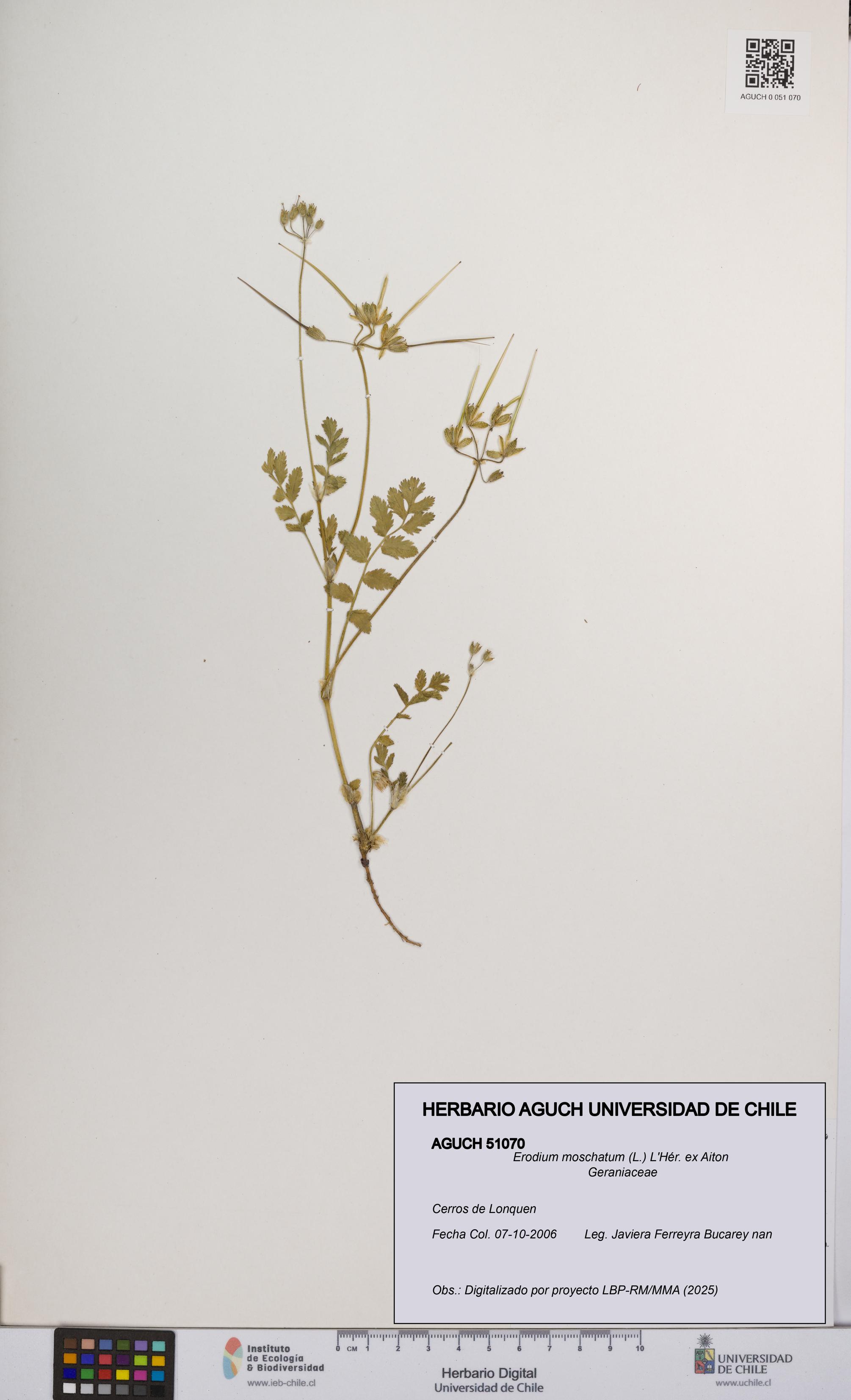 Erodium moschatum [Espécimen: UCH:AGUCH:0051070]