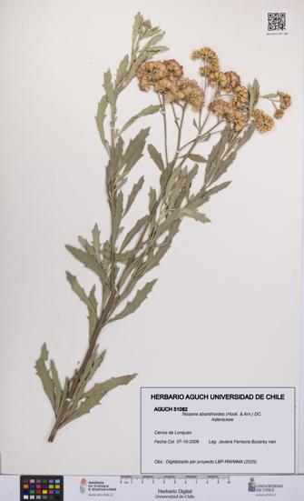 Tessaria absinthioides [Espécimen: UCH:AGUCH:0051082]