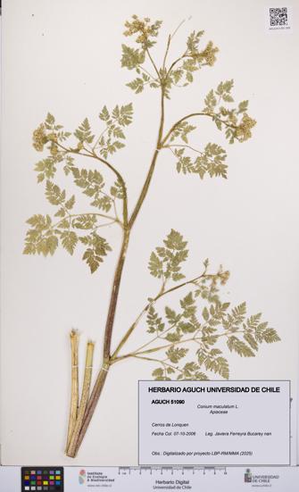 Conium maculatum [Espécimen: UCH:AGUCH:0051090]
