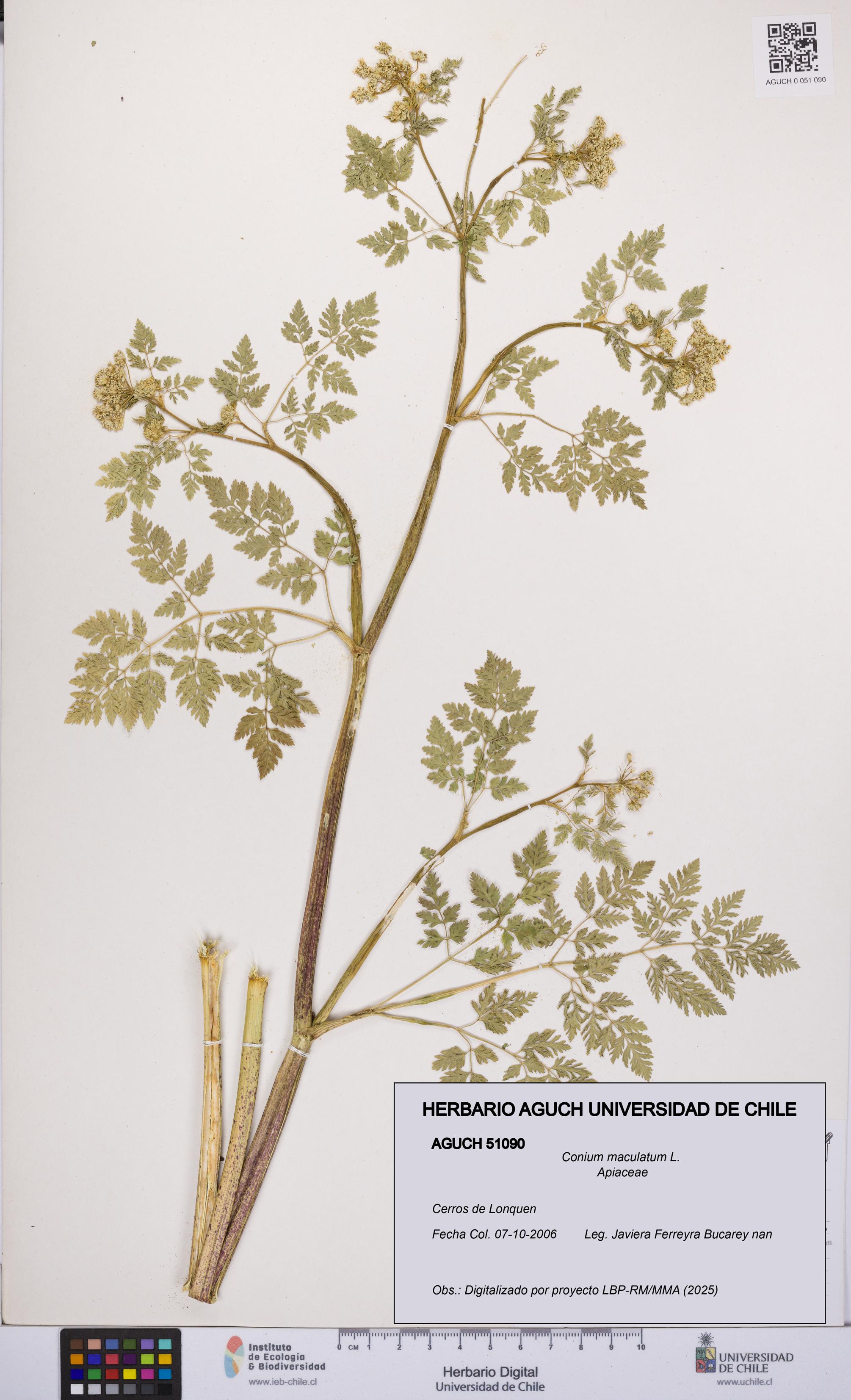 Conium maculatum [Espécimen: UCH:AGUCH:0051090]