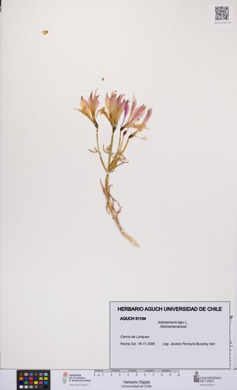 Alstroemeria ligtu [Espécimen: UCH:AGUCH:0051104]
