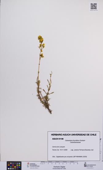 Calceolaria thyrsiflora [Espécimen: UCH:AGUCH:0051106]