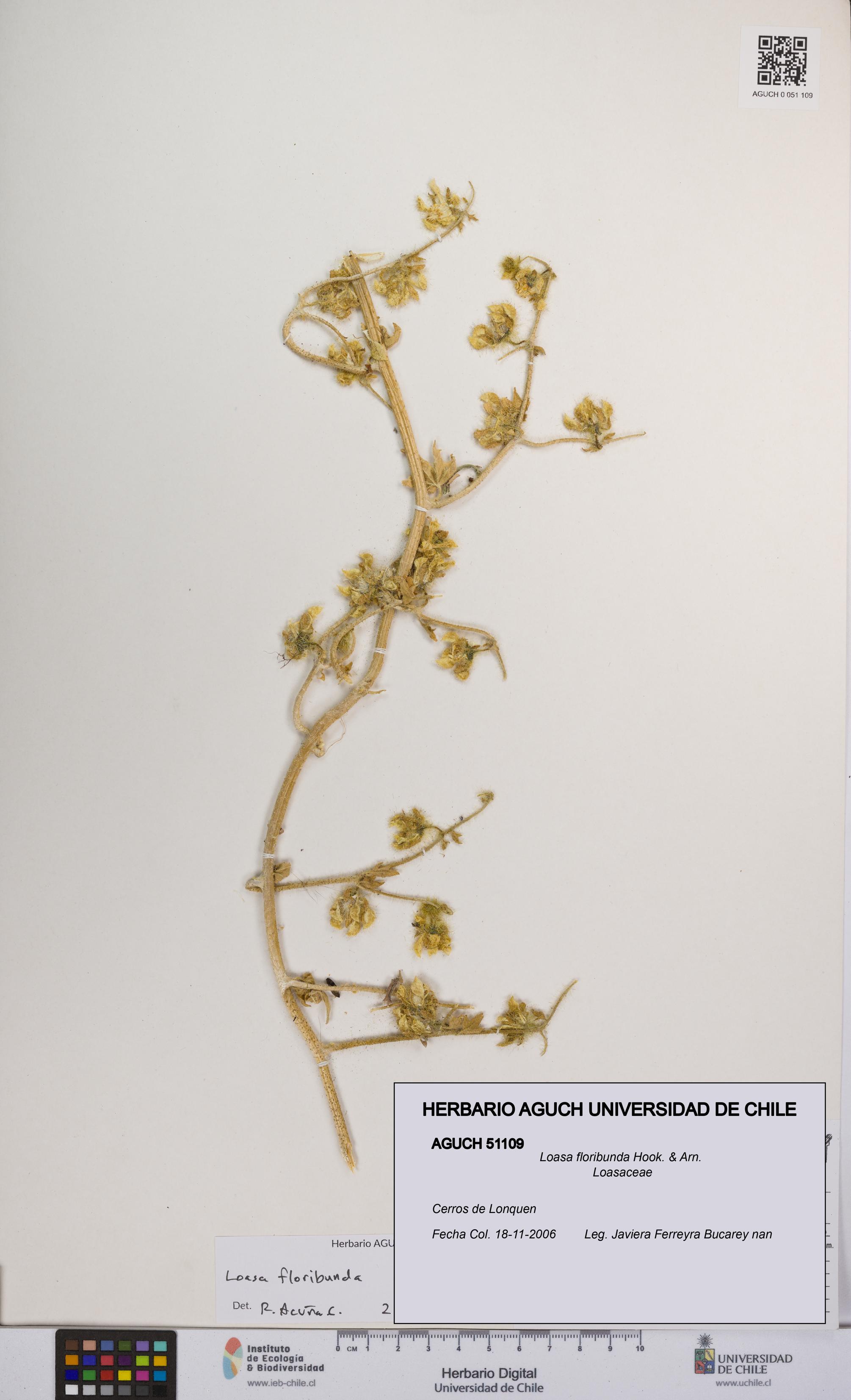 Loasa floribunda [Espécimen: UCH:AGUCH:0051109]