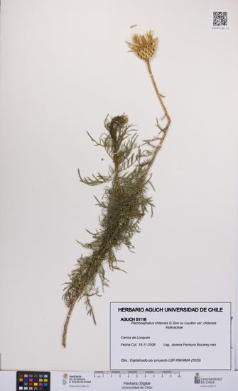 Plectocephalus chilensis var. chilensis [Espécimen: UCH:AGUCH:0051116]