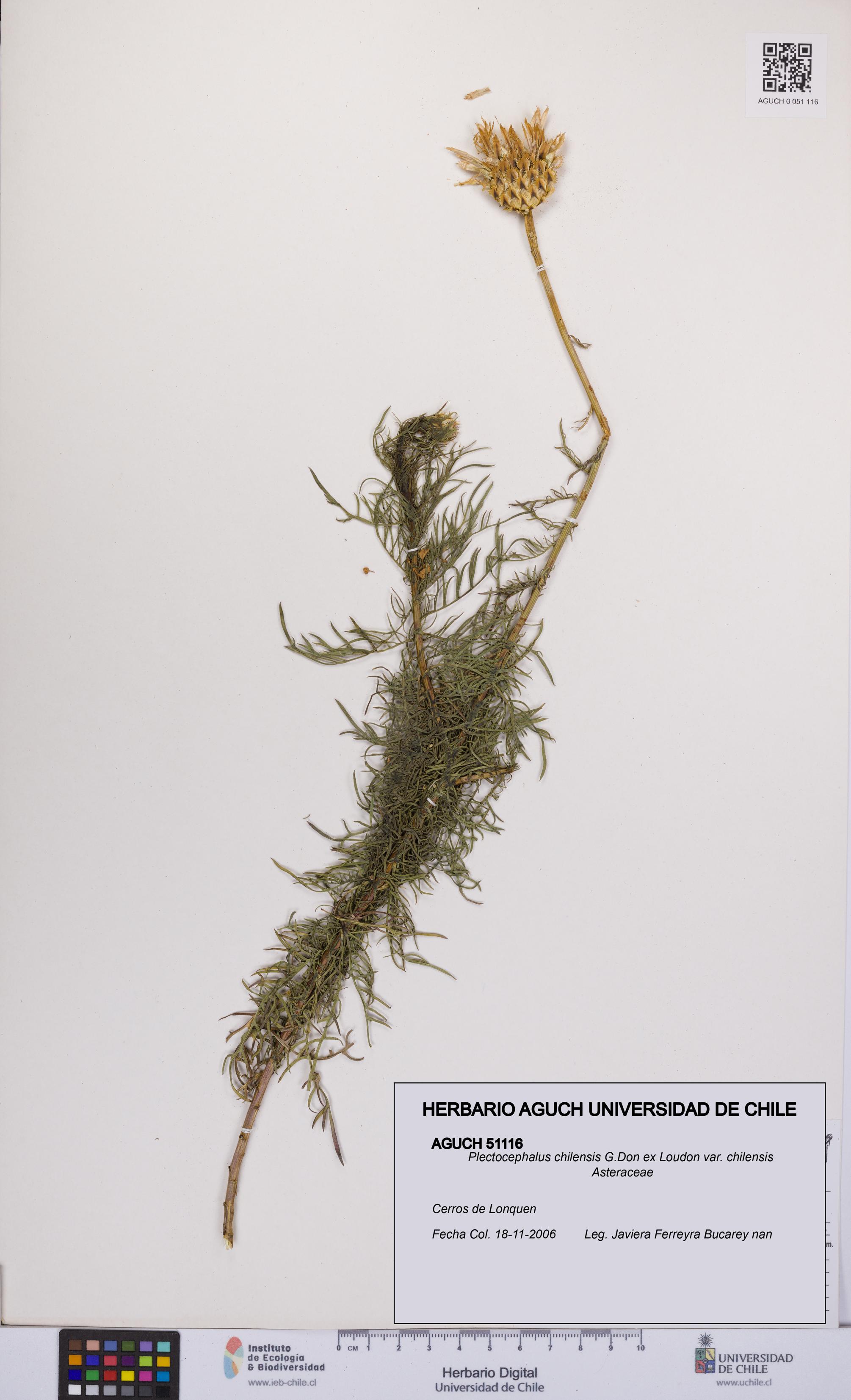 Plectocephalus chilensis var. chilensis [Espécimen: UCH:AGUCH:0051116]