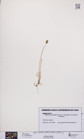Agoseris coronopifolia [Espécimen: UCH:AGUCH:0051117]