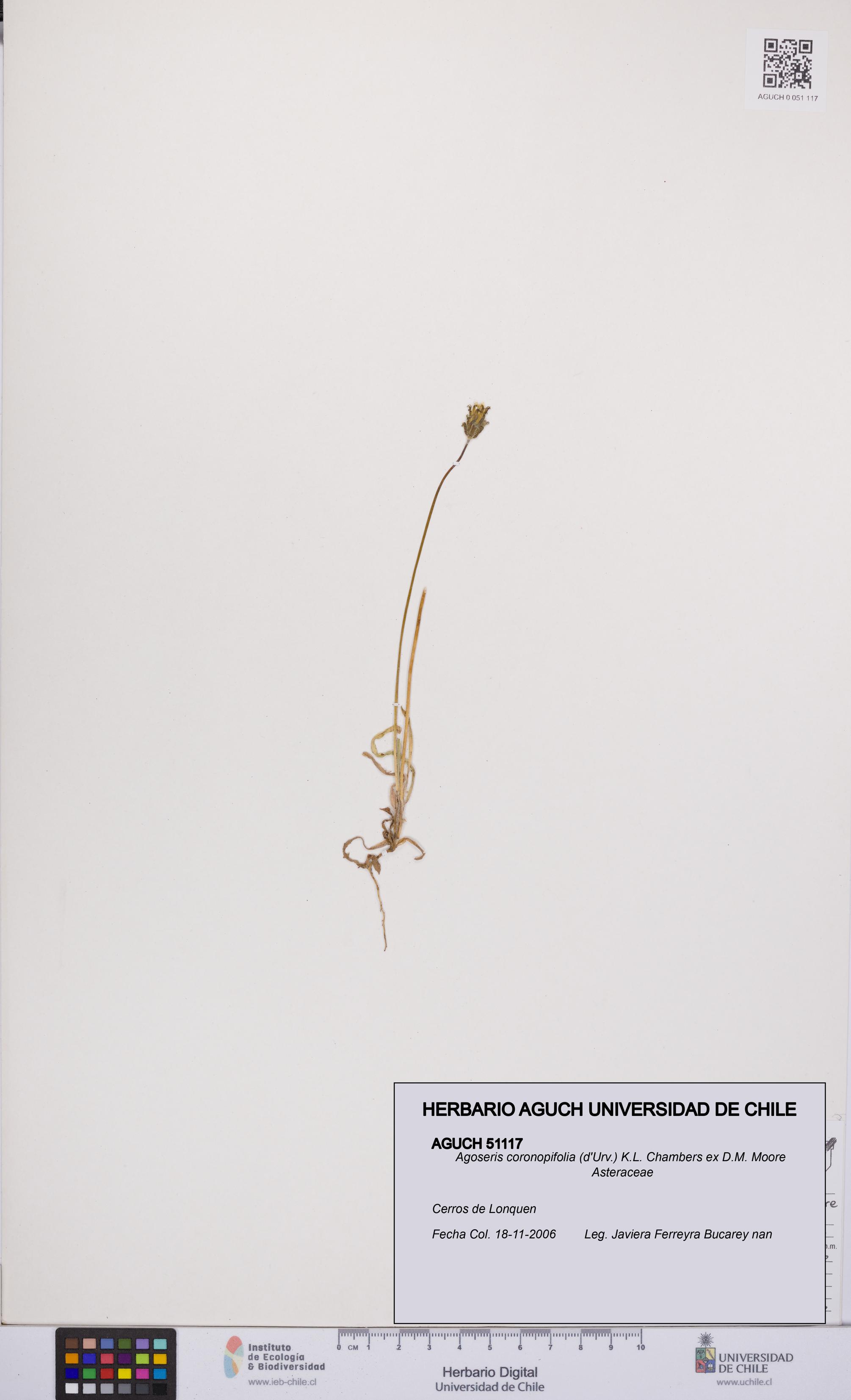 Agoseris coronopifolia [Espécimen: UCH:AGUCH:0051117]