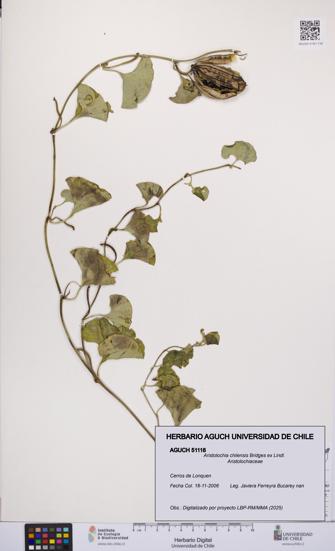 Aristolochia chilensis [Espécimen: UCH:AGUCH:0051118]