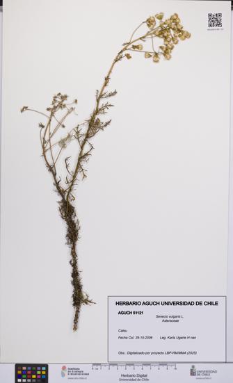 Senecio vulgaris [Espécimen: UCH:AGUCH:0051121]