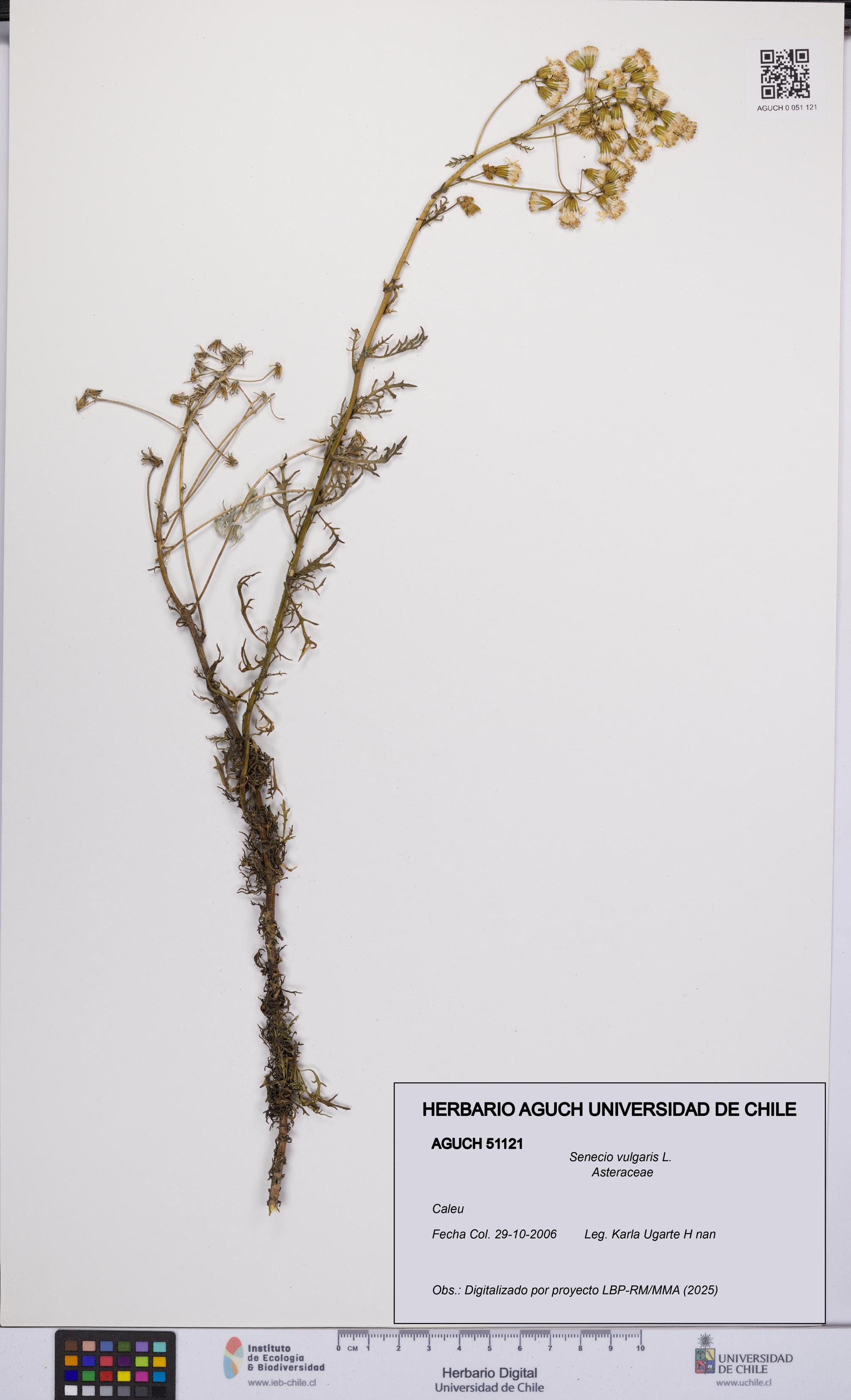 Senecio vulgaris [Espécimen: UCH:AGUCH:0051121]