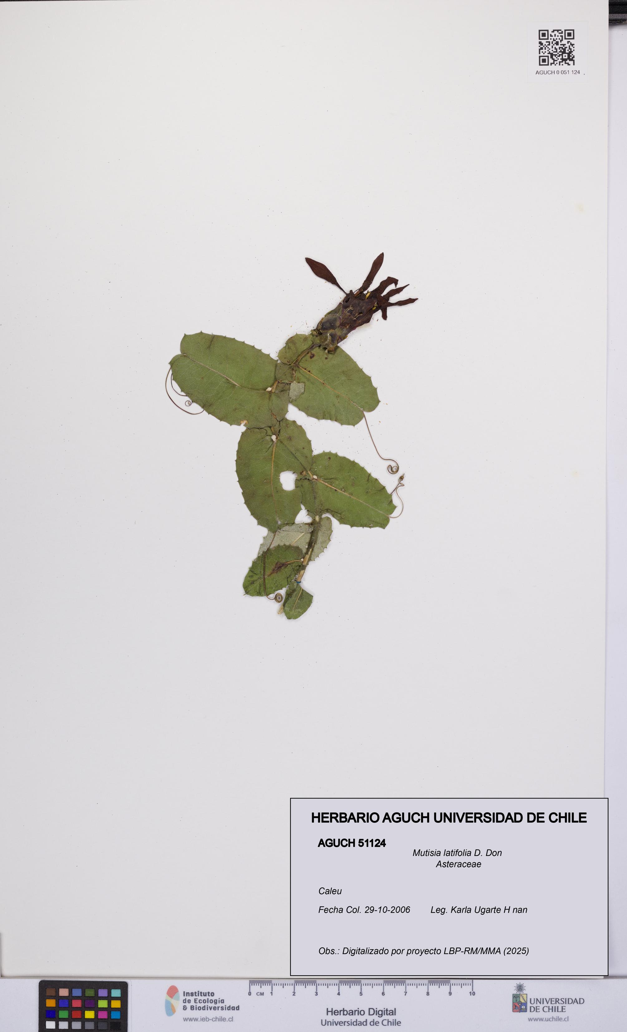 Mutisia latifolia [Espécimen: UCH:AGUCH:0051124]