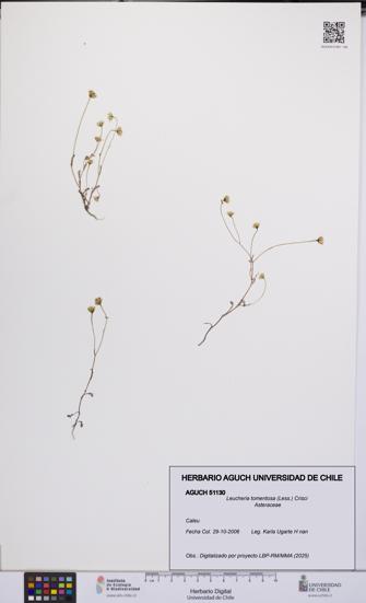 Leucheria tomentosa [Espécimen: UCH:AGUCH:0051130]