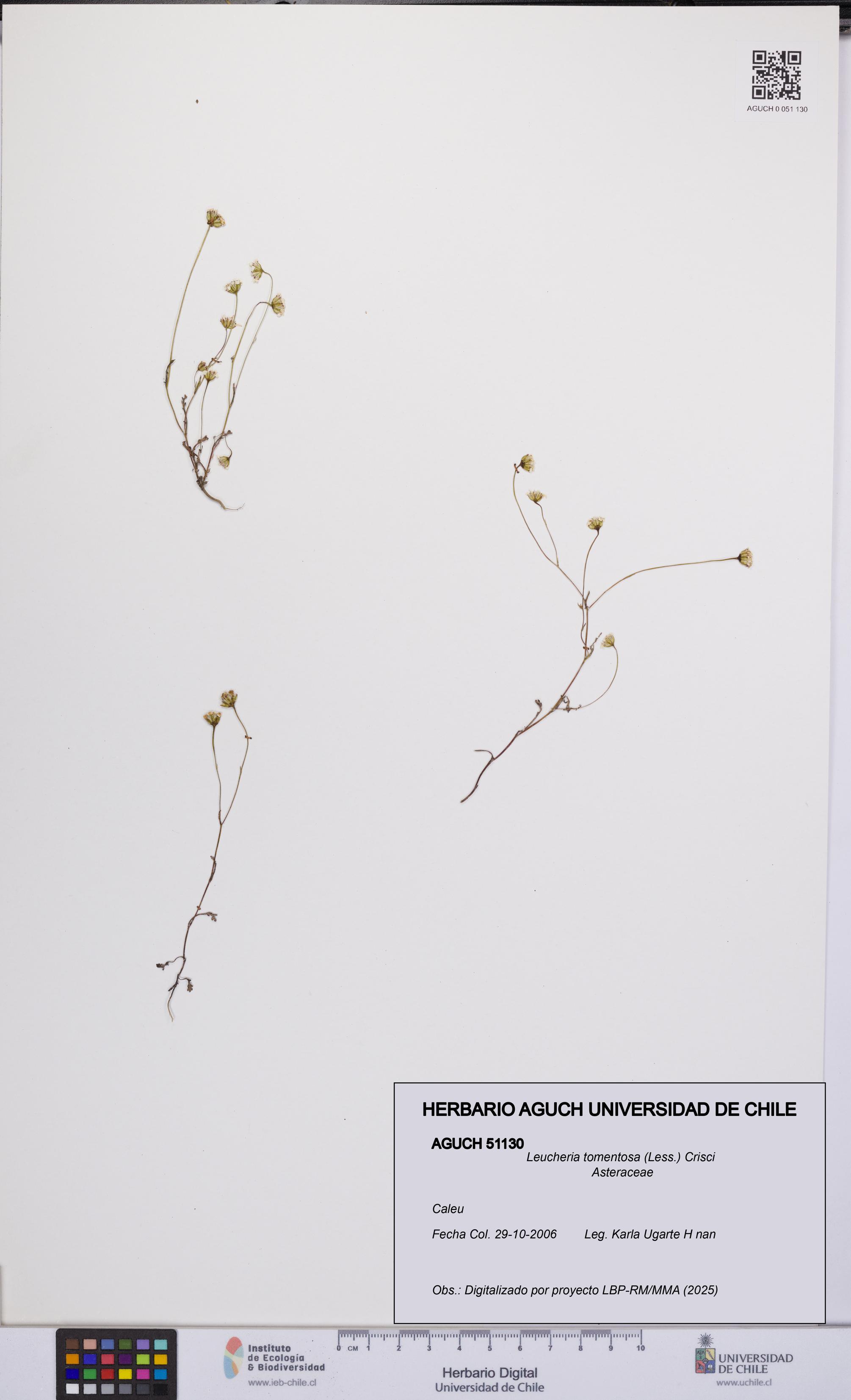 Leucheria tomentosa [Espécimen: UCH:AGUCH:0051130]