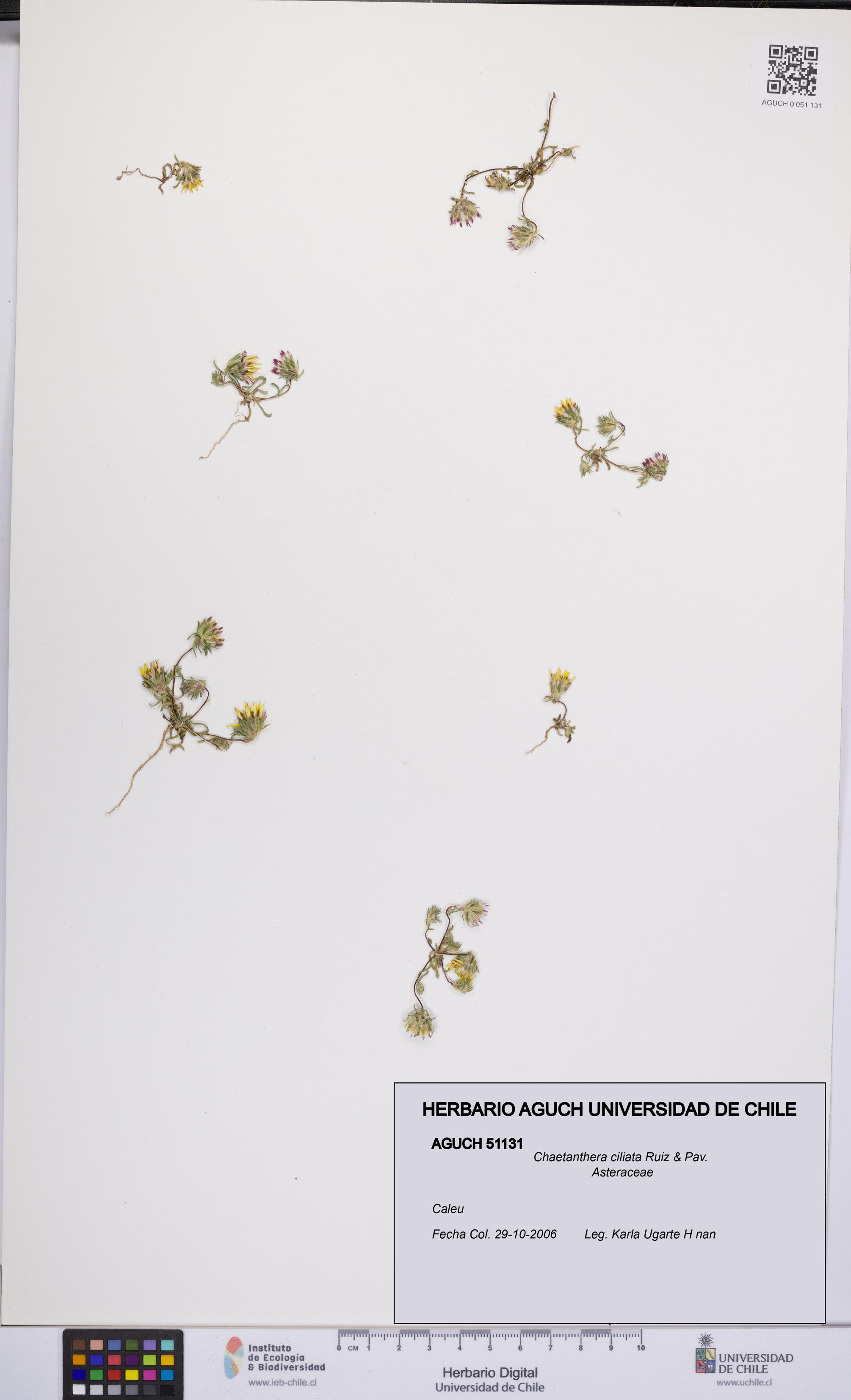 Chaetanthera ciliata [Espécimen: UCH:AGUCH:0051131]