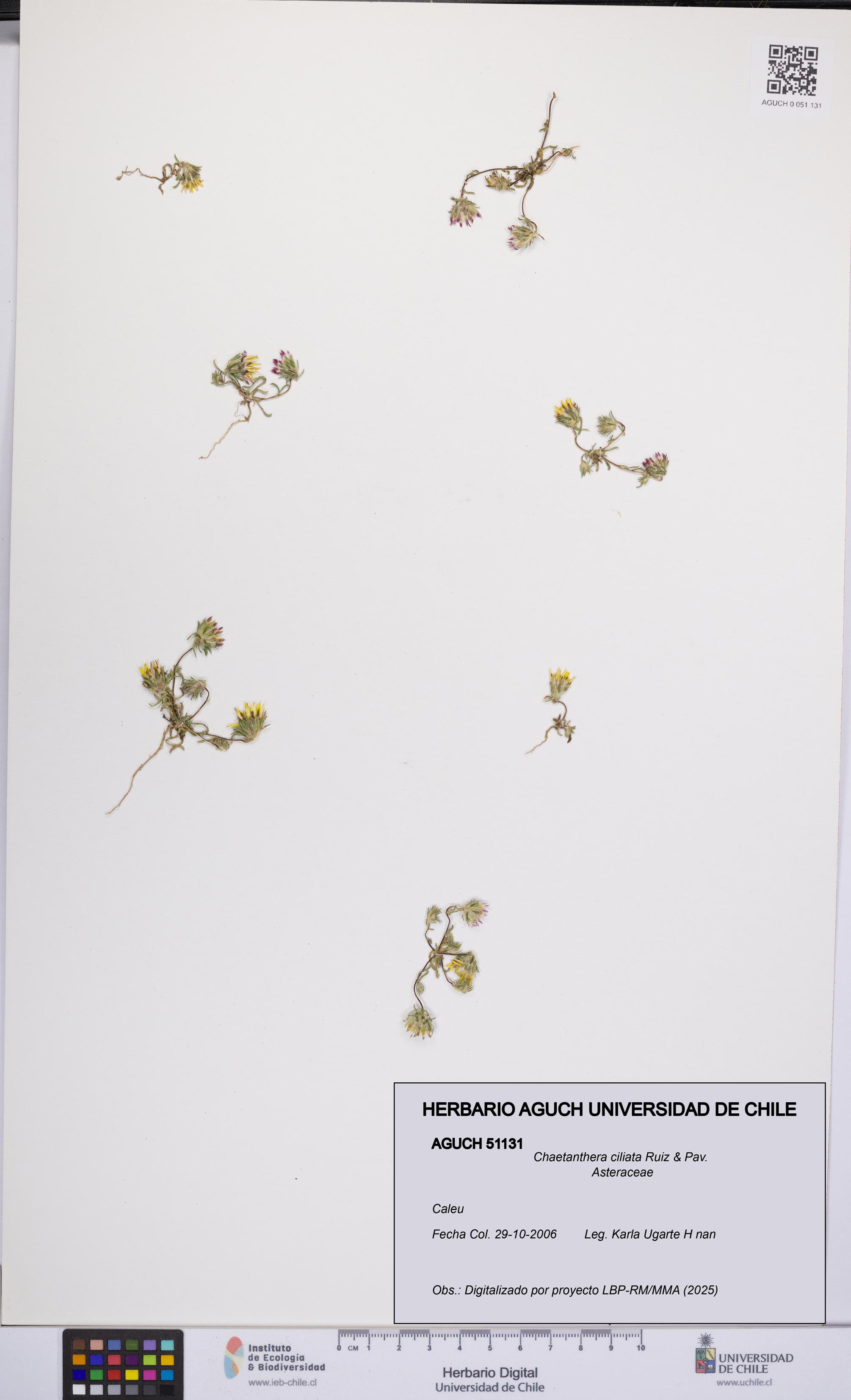 Chaetanthera ciliata [Espécimen: UCH:AGUCH:0051131]