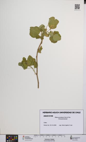 Ribes punctatum [Espécimen: UCH:AGUCH:0051150]