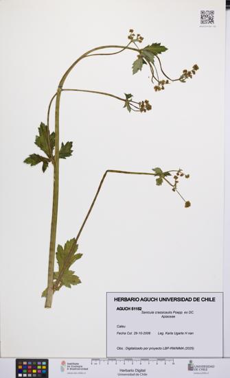Sanicula crassicaulis [Espécimen: UCH:AGUCH:0051152]