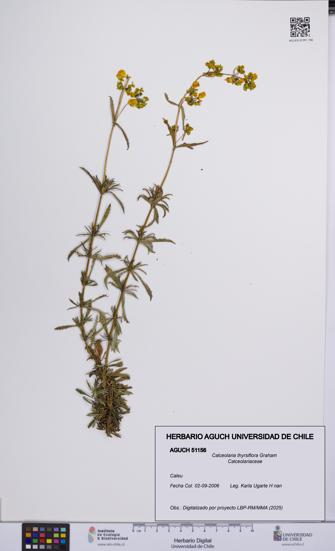 Calceolaria thyrsiflora [Espécimen: UCH:AGUCH:0051156]