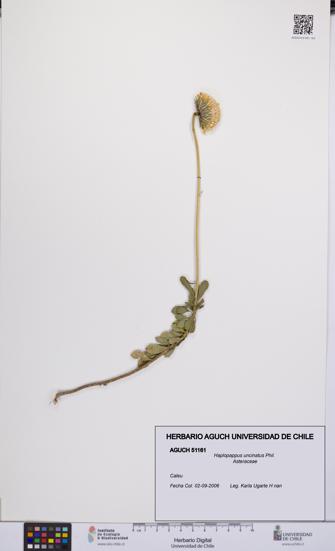 Haplopappus uncinatus [Espécimen: UCH:AGUCH:0051161]