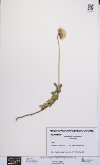 Haplopappus uncinatus [Espécimen: UCH:AGUCH:0051161]