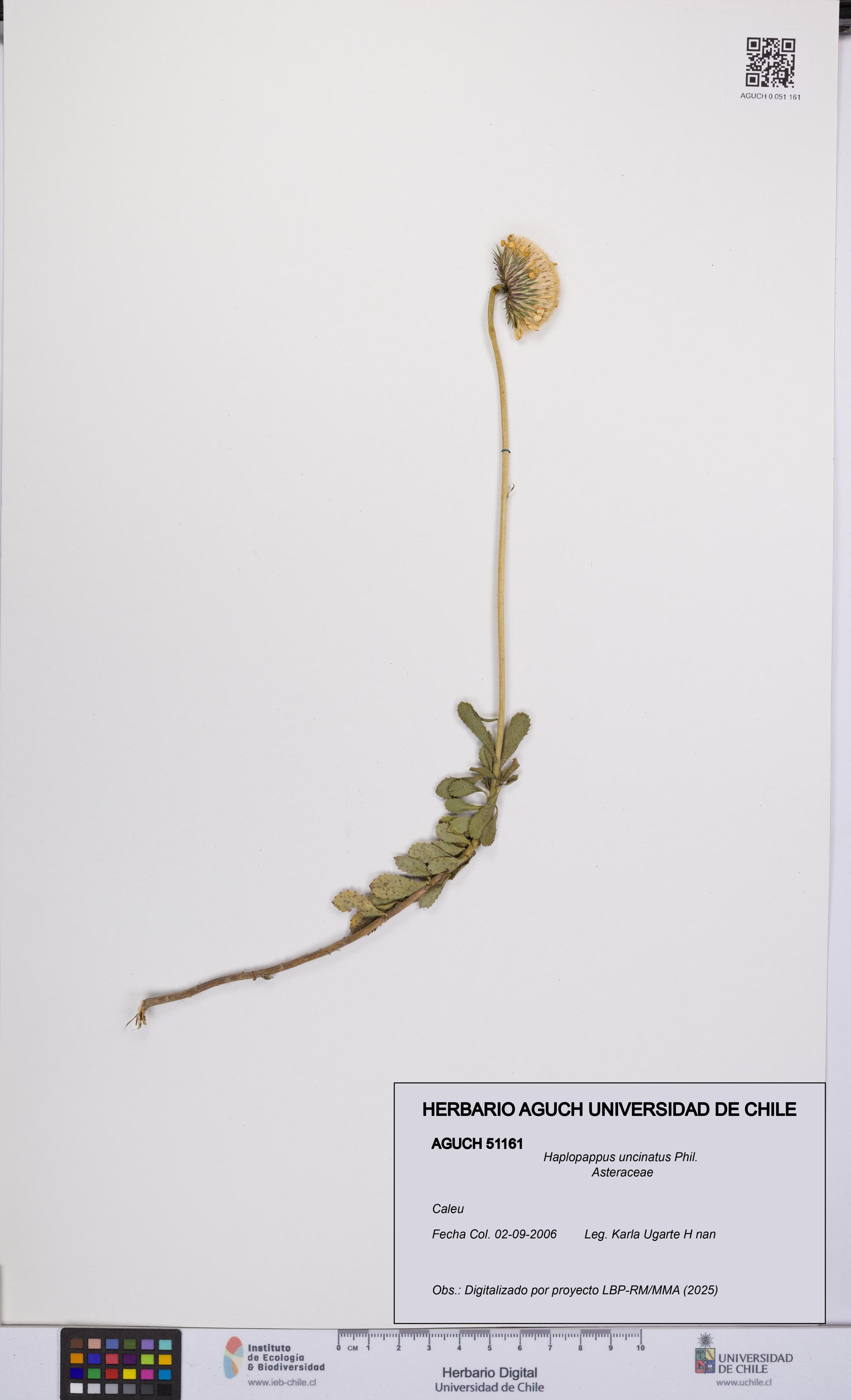 Haplopappus uncinatus [Espécimen: UCH:AGUCH:0051161]