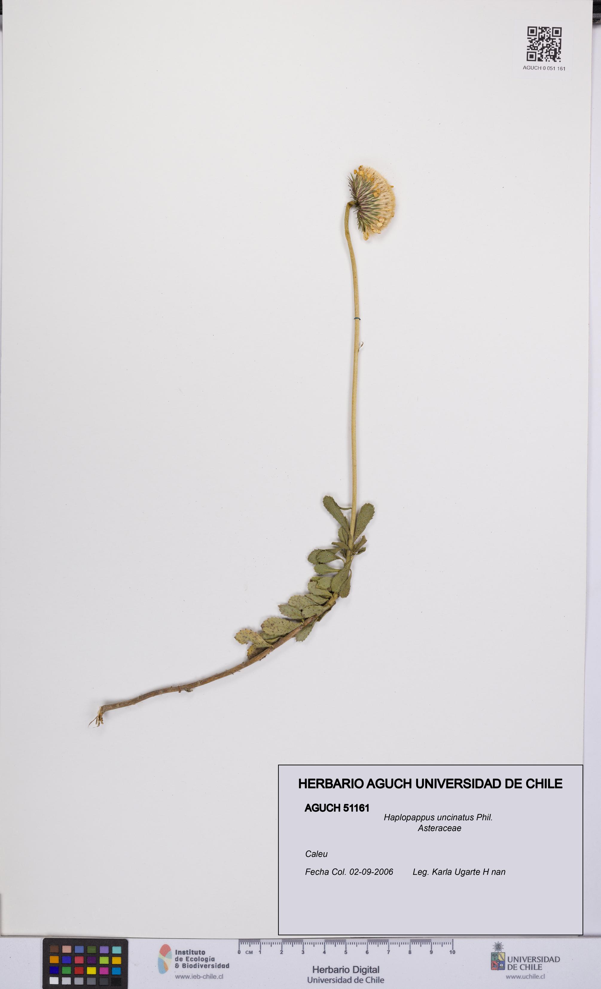 Haplopappus uncinatus [Espécimen: UCH:AGUCH:0051161]