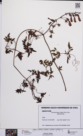 Eccremocarpus scaber [Espécimen: UCH:AGUCH:0051165]